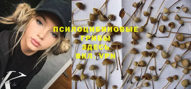 МЕГА зеркало  Петухово  Галлюциногенные грибы Psilocybine cubensis 